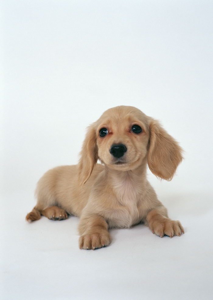 兽药批发厂家 兽药批发厂家